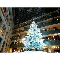 Snow covered trees in city