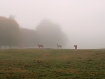 Horses on field against sky during foggy weather