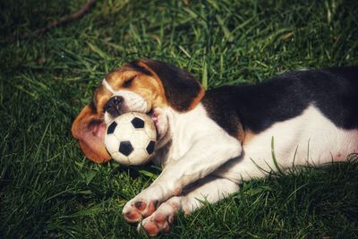 Dog relaxing on grass