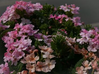 Close-up of pink flowering plants