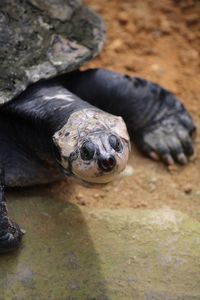 High angle view of turtle in field