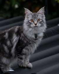 Portrait of cat looking up