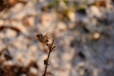 Close-up of dried plant