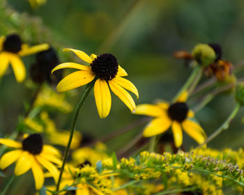 Close-up of yellow flowers blooming outdoors