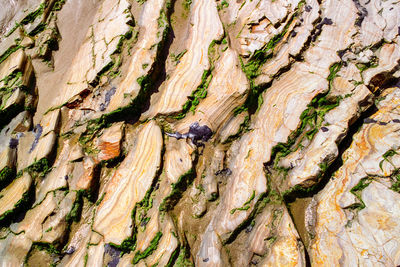 Close-up of insect on tree trunk