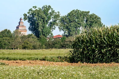 Plants growing on field against sky