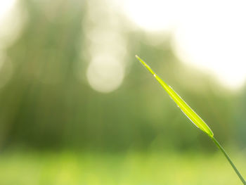 Close-up of fresh green grass