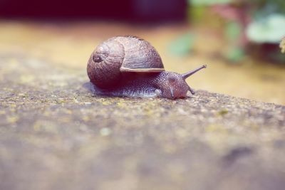 Close-up of snail on surface