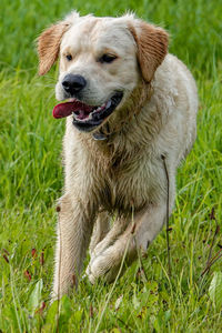 Dog lying on grass