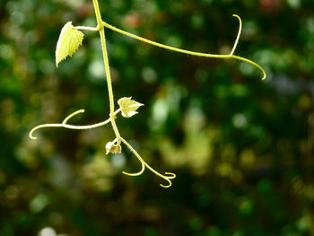 Close-up of green plant