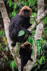 Monkey sitting on tree