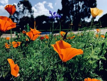 Close-up of orange flowering plants on field