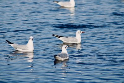 Birds swimming in lake