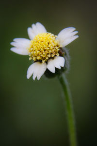 Close-up of white flower