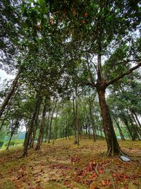 Trees in forest