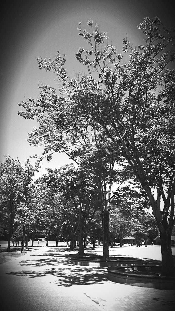 tree, growth, branch, nature, tranquility, sky, the way forward, road, beauty in nature, sunlight, park - man made space, footpath, shadow, tranquil scene, day, treelined, outdoors, street, tree trunk, no people