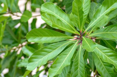 Close-up of fresh green plant