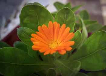 Close-up of orange flowering plant