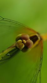 Close-up of insect on flower