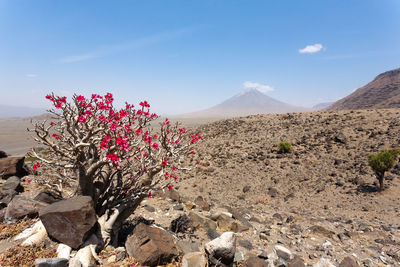 Scenic view of desert against sky