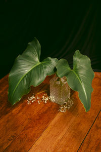 High angle view of green leaves on table