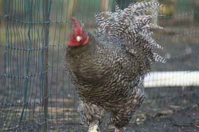 Close-up of duck in cage