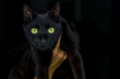 Close-up portrait of a cat