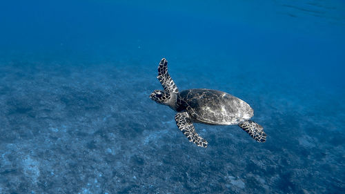 Hawksbill sea turtle at apo reef coral garden