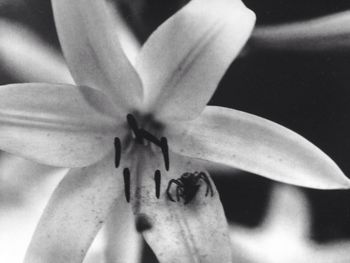 flowering plant