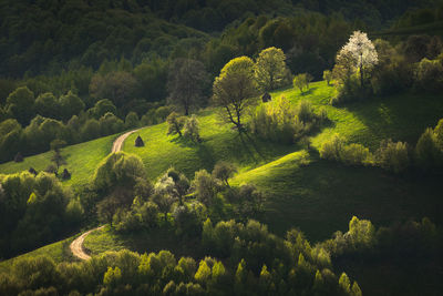 Scenic view of trees on field