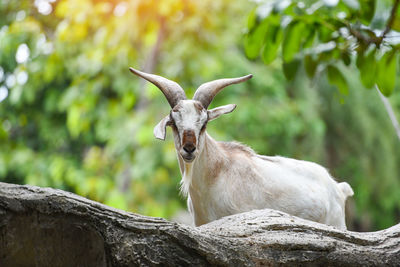 Portrait of goat against trees