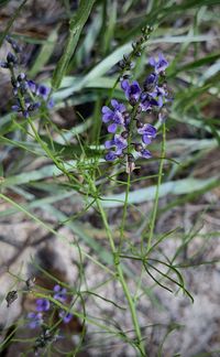 Close-up of purple flowering plant