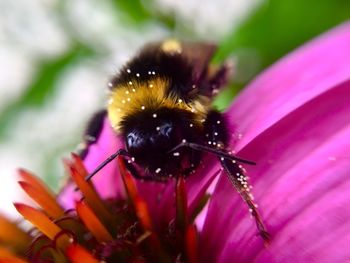 Close-up of bee pollinating flower