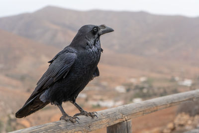 Close-up of bird perching on railing