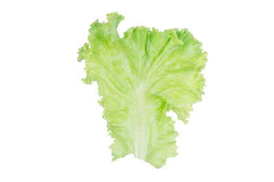 Close-up of leaf against white background