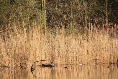 View of an animal on grass