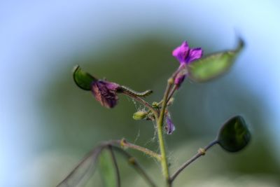 Close-up of insect on flower