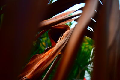 Low angle view of plant