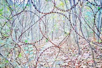 Bare tree in forest