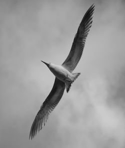 Low angle view of bird flying