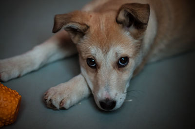 Close-up portrait of dog lying down