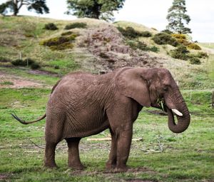 Side view of elephant standing on grass