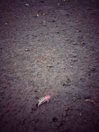 High angle view of toy on beach