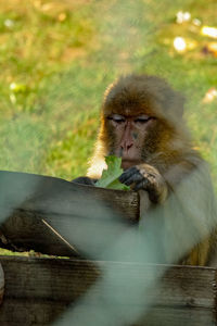 Monkey looking away while sitting on wood