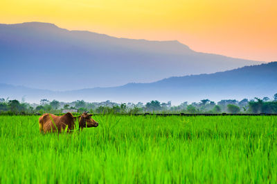 Horses in a field