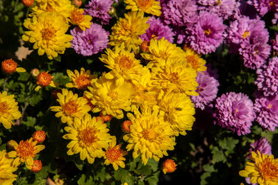 Full frame shot of yellow flowering plants