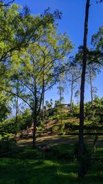 Trees in park against sky