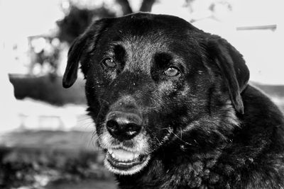 Close-up portrait of black dog