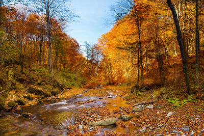 River amidst trees in forest during autumn