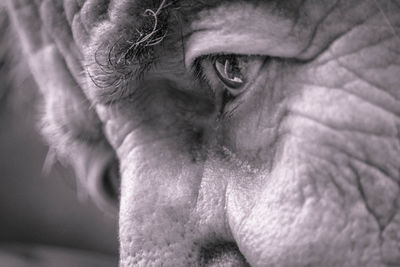 Close-up of woman eye